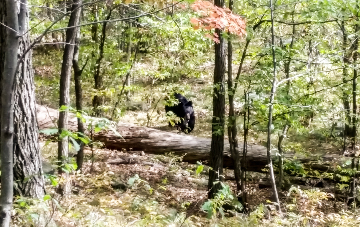 In Apshawa, Scott warned to stay away, but the other five hikers stuck around long enough to photograph the encroaching animal.
